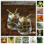 15 Fruits You Can Regrow From Scratch